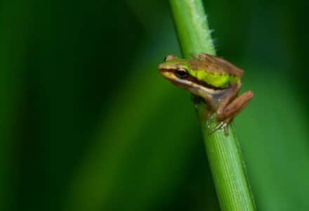 What Do Frogs Eat?