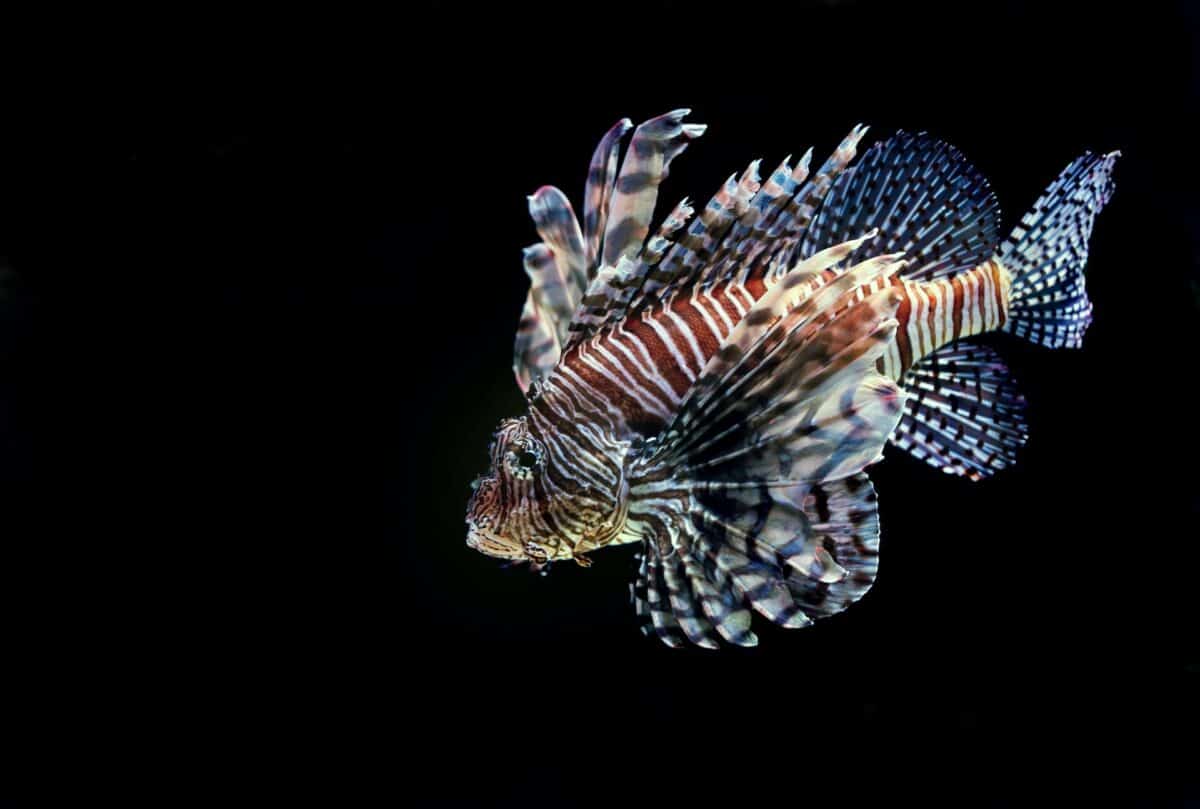 lionfish