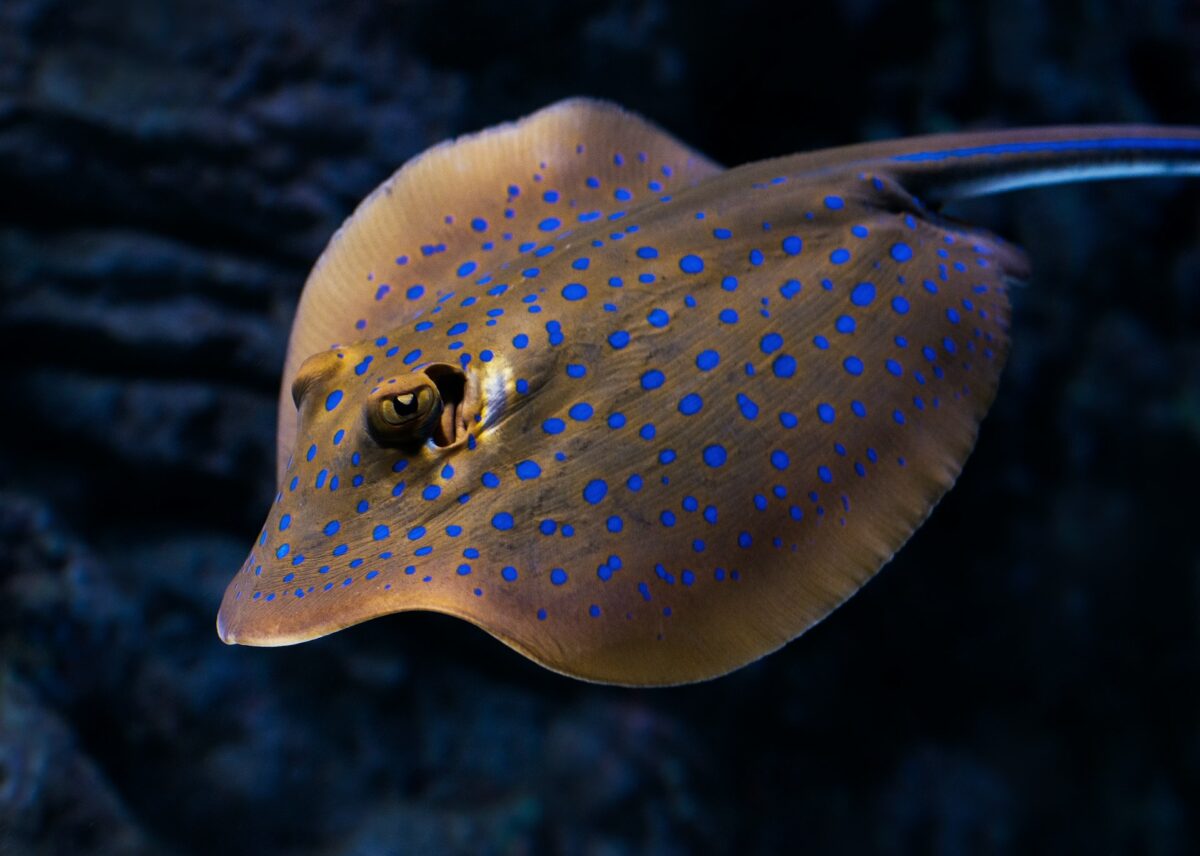 stingray