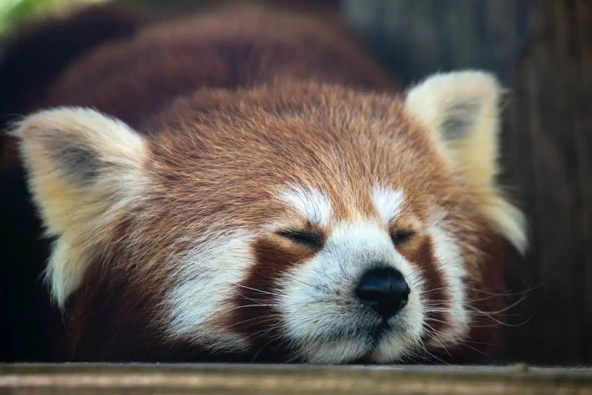 red panda