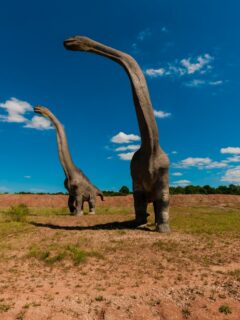 Brontosaurus Vs. Brachiosaurus