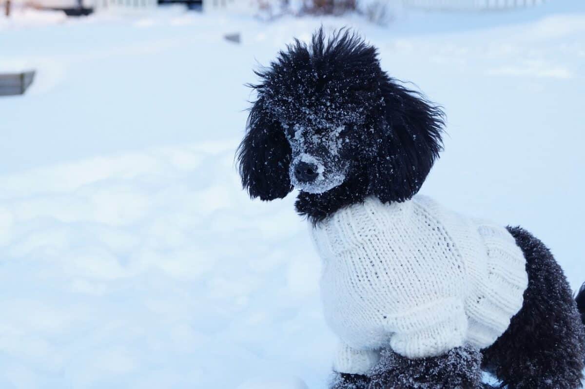 toy poodle in snow