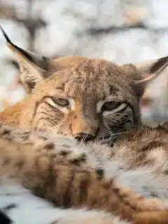 lynx vs. bobcat