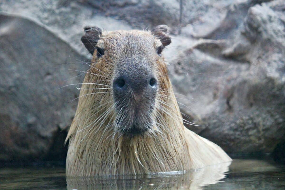 capybara