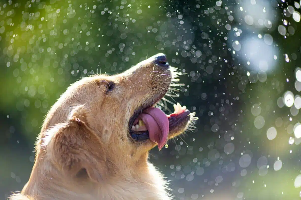 English cream golden retriever