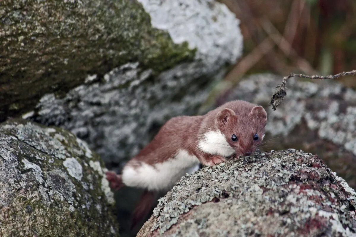 stoat