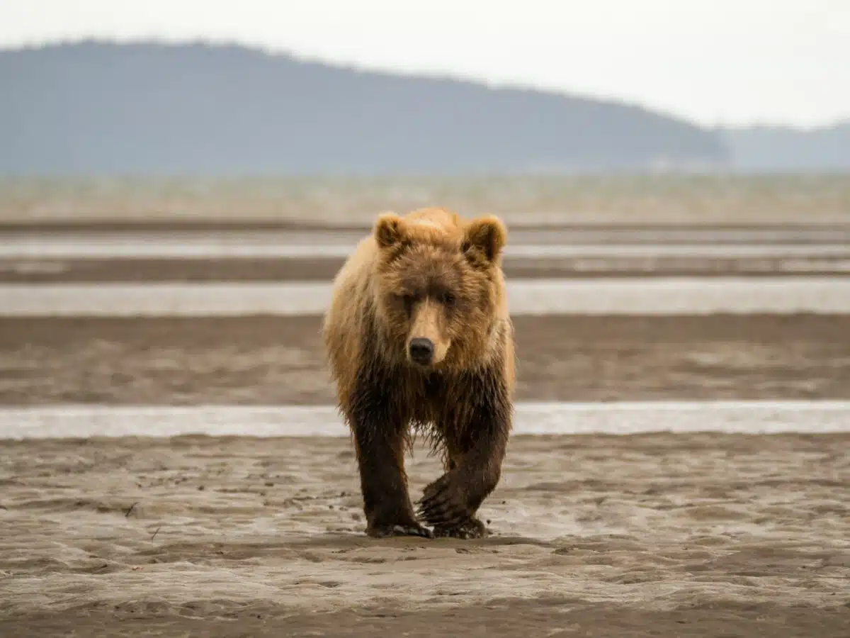 brown bear vs. grizzly bear
