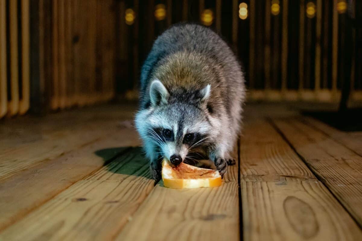 raccoon