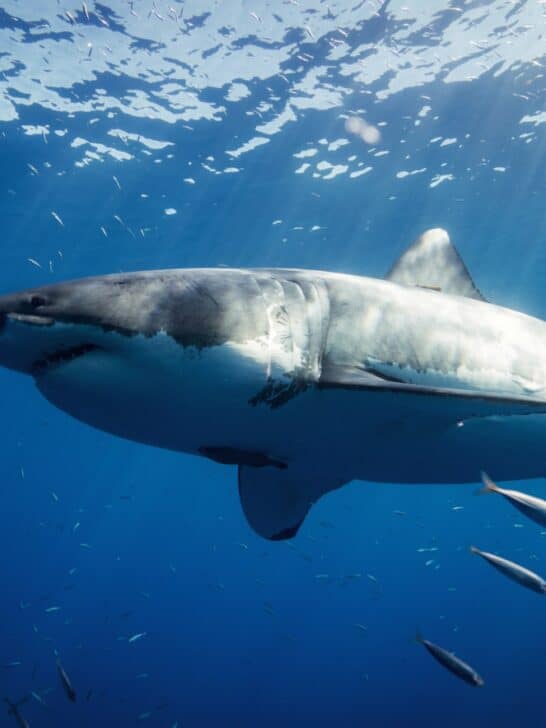Watch: The Biggest Great White Shark Ever Recorded