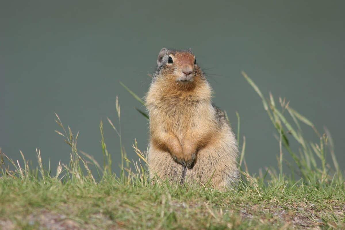 ground-squirrel-g325ee6cc8_1280