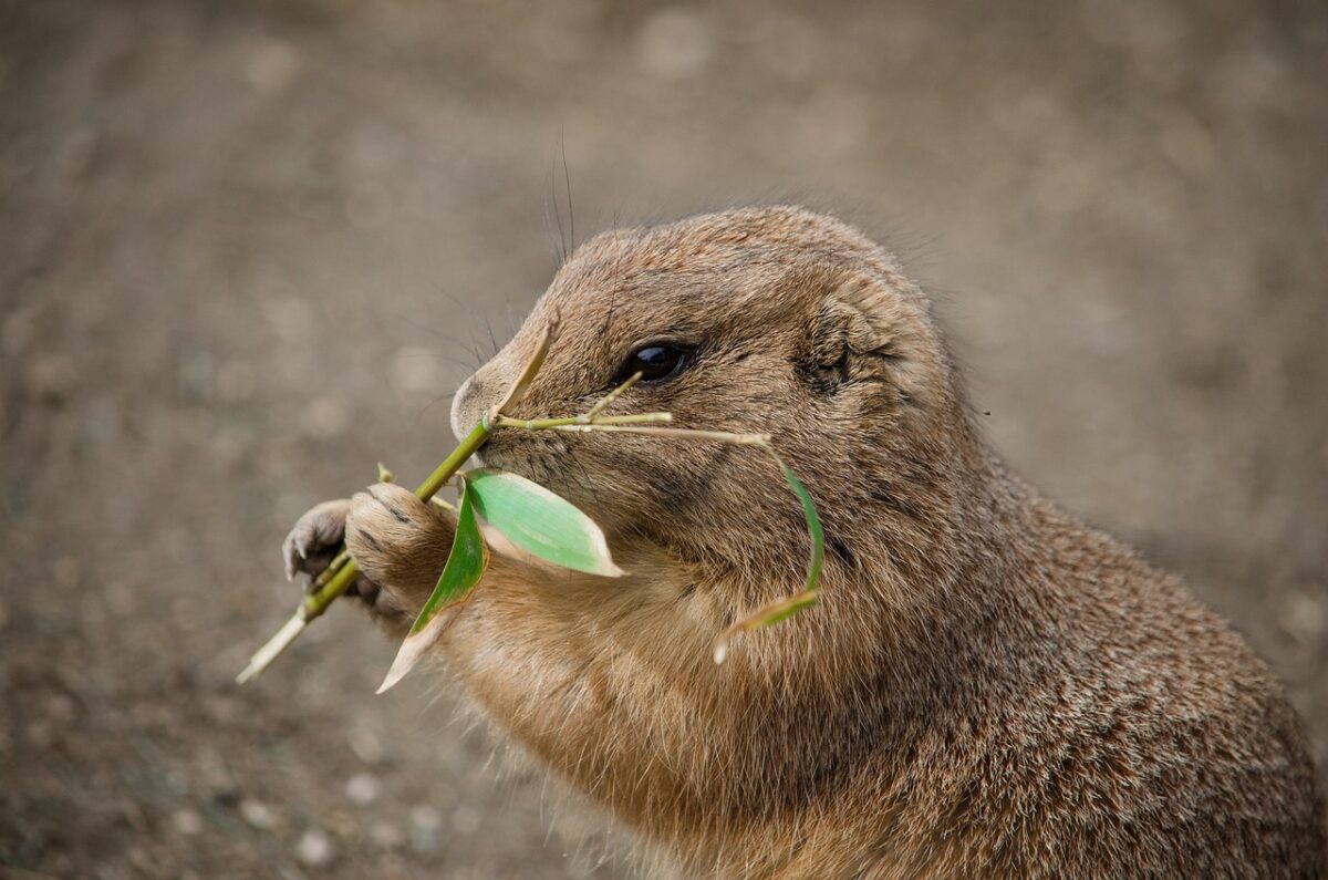 ground-squirrel-gb202f3a7d_1280