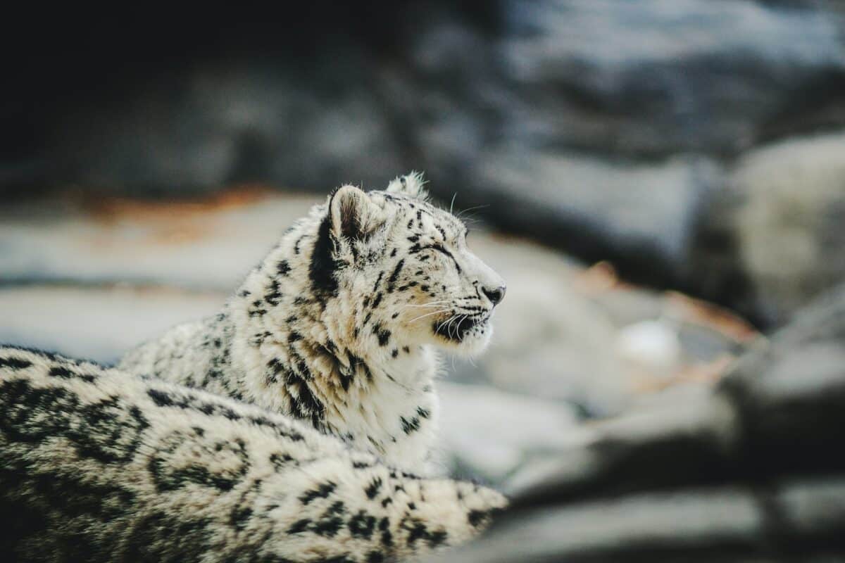 snow leopard