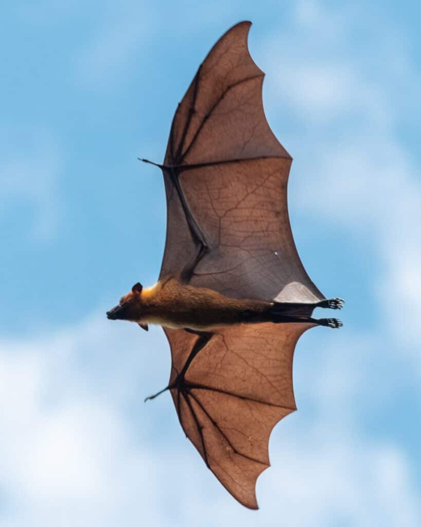 greater horseshoe bat