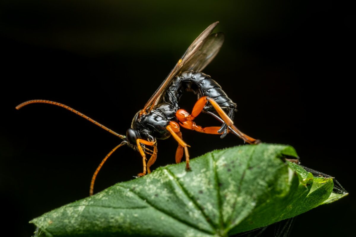 black wasp