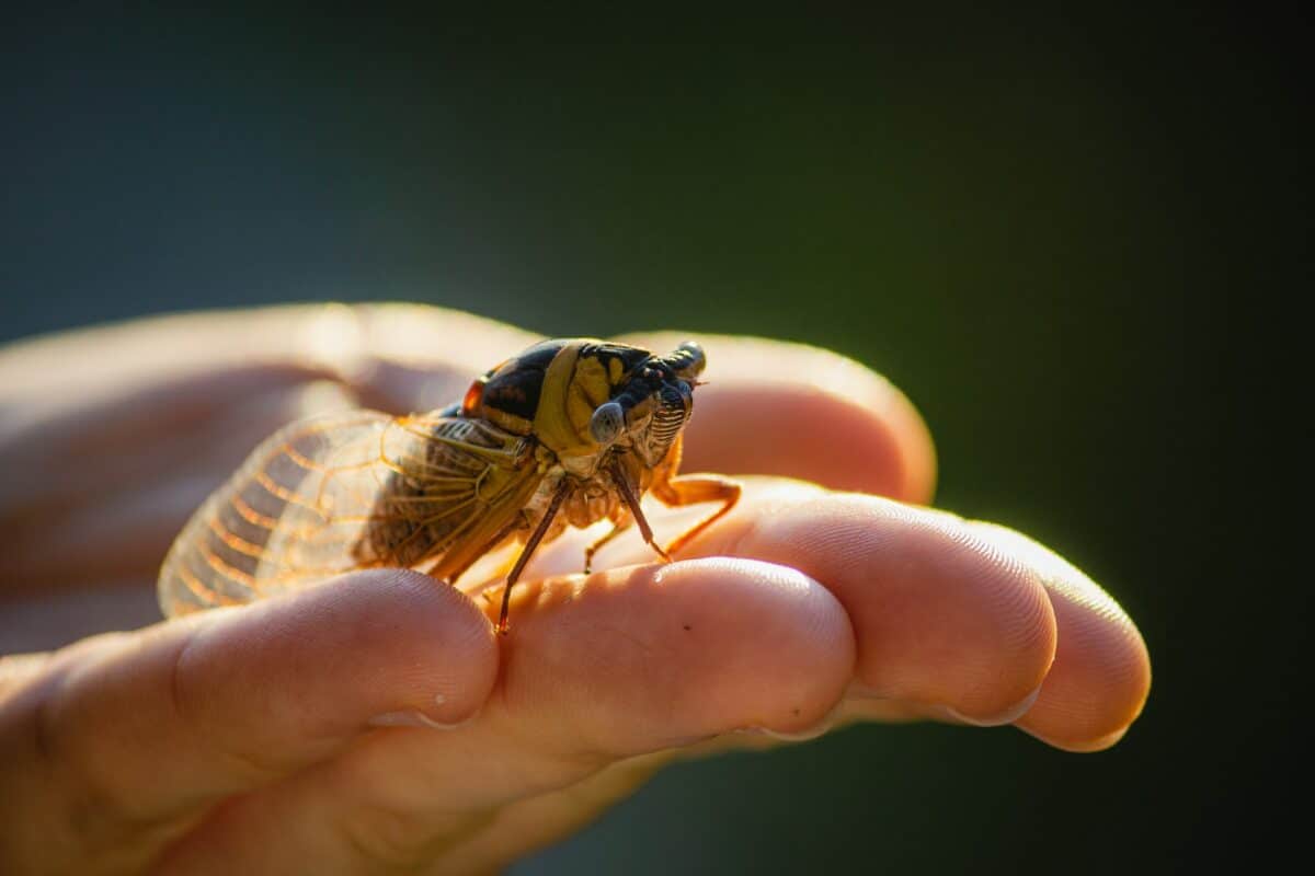 cicada vs. locust