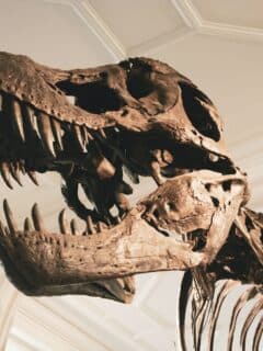 Gigantosaurus vs. t-rex