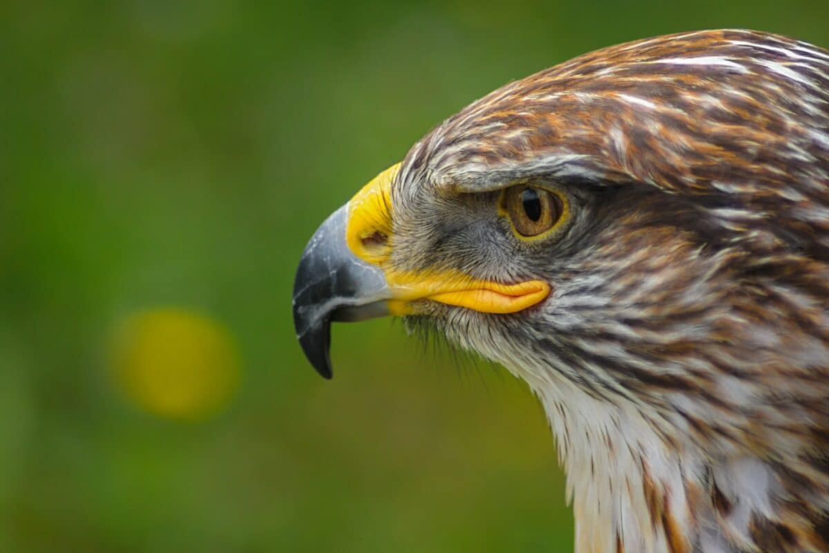 falcon vs. Hawk