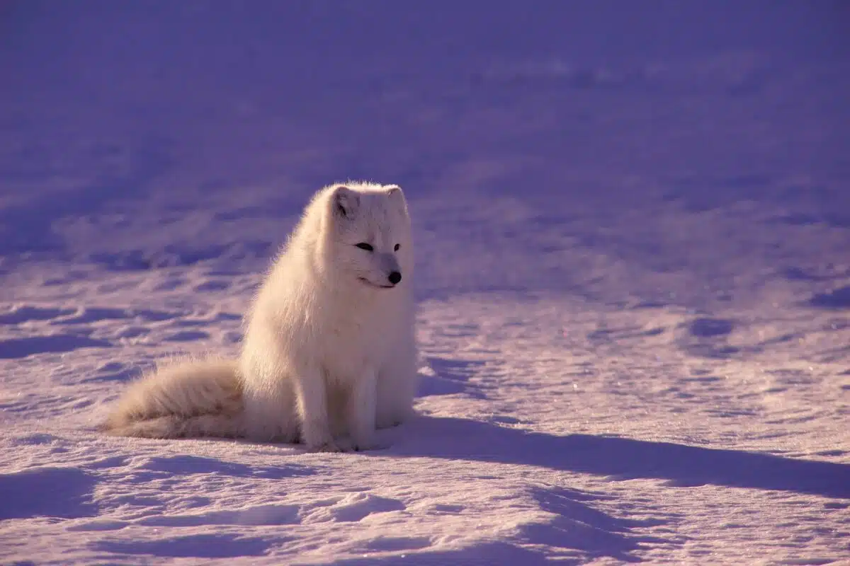 arctic fox