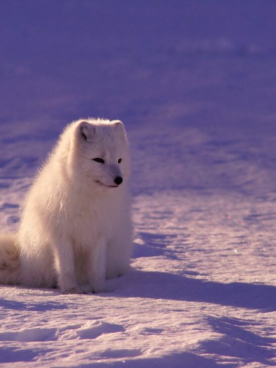The Arctic Fox: A Silent Hunter of the Frozen Wilderness