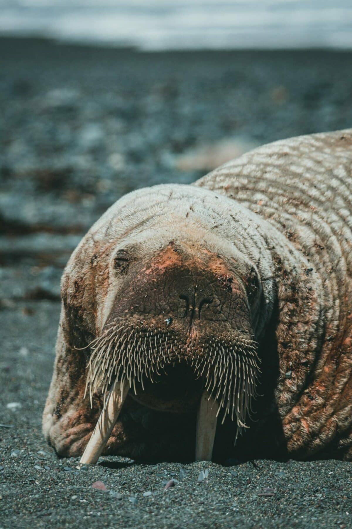Fun Facts About the Walrus - Animals Around The Globe