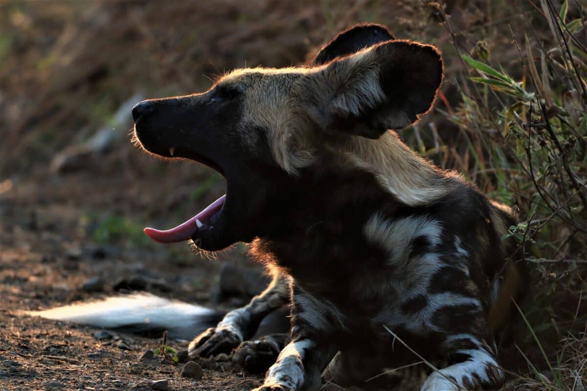 african wild dog