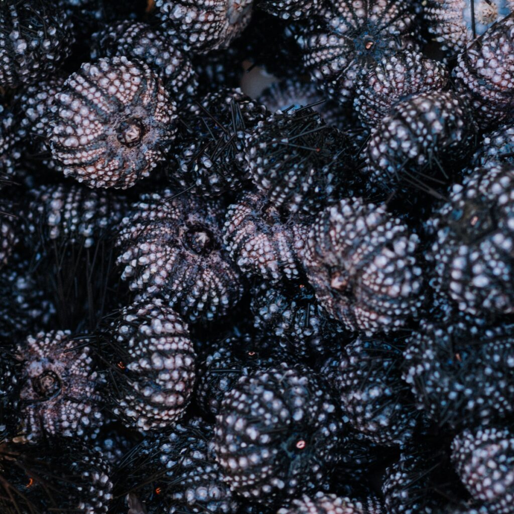 purple sea urchin