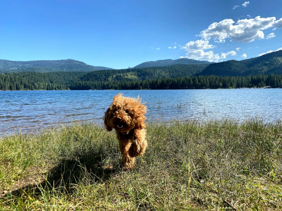toy poodle in nature