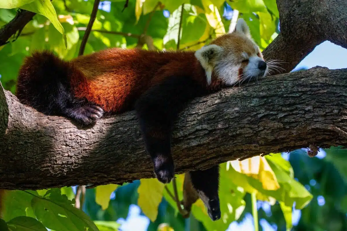 red panda