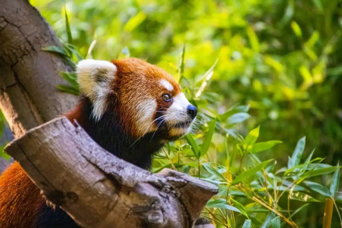 red panda