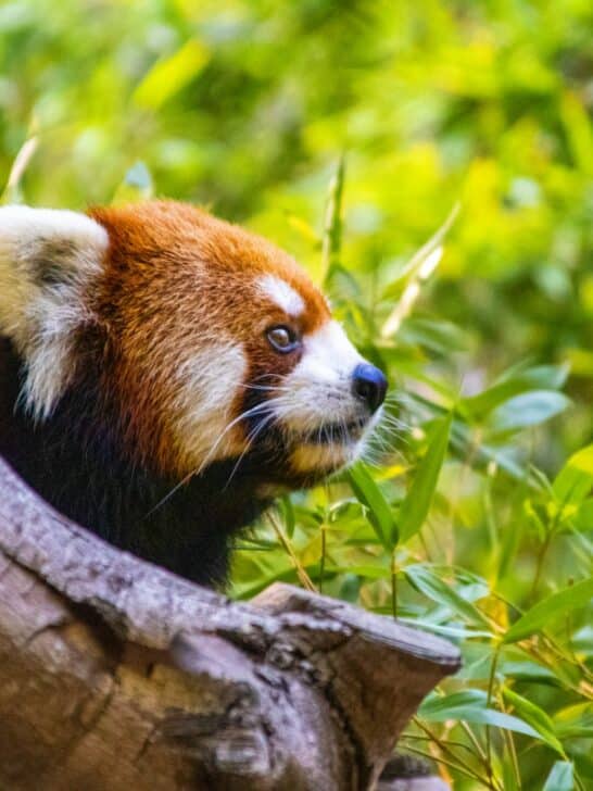 10 Red Animals