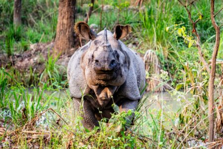8 Incredibly Rare Animals You Might Not Know Exist