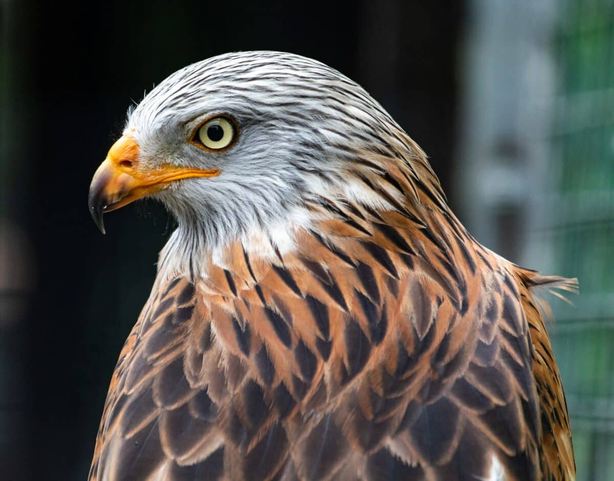 falcon vs. Hawk