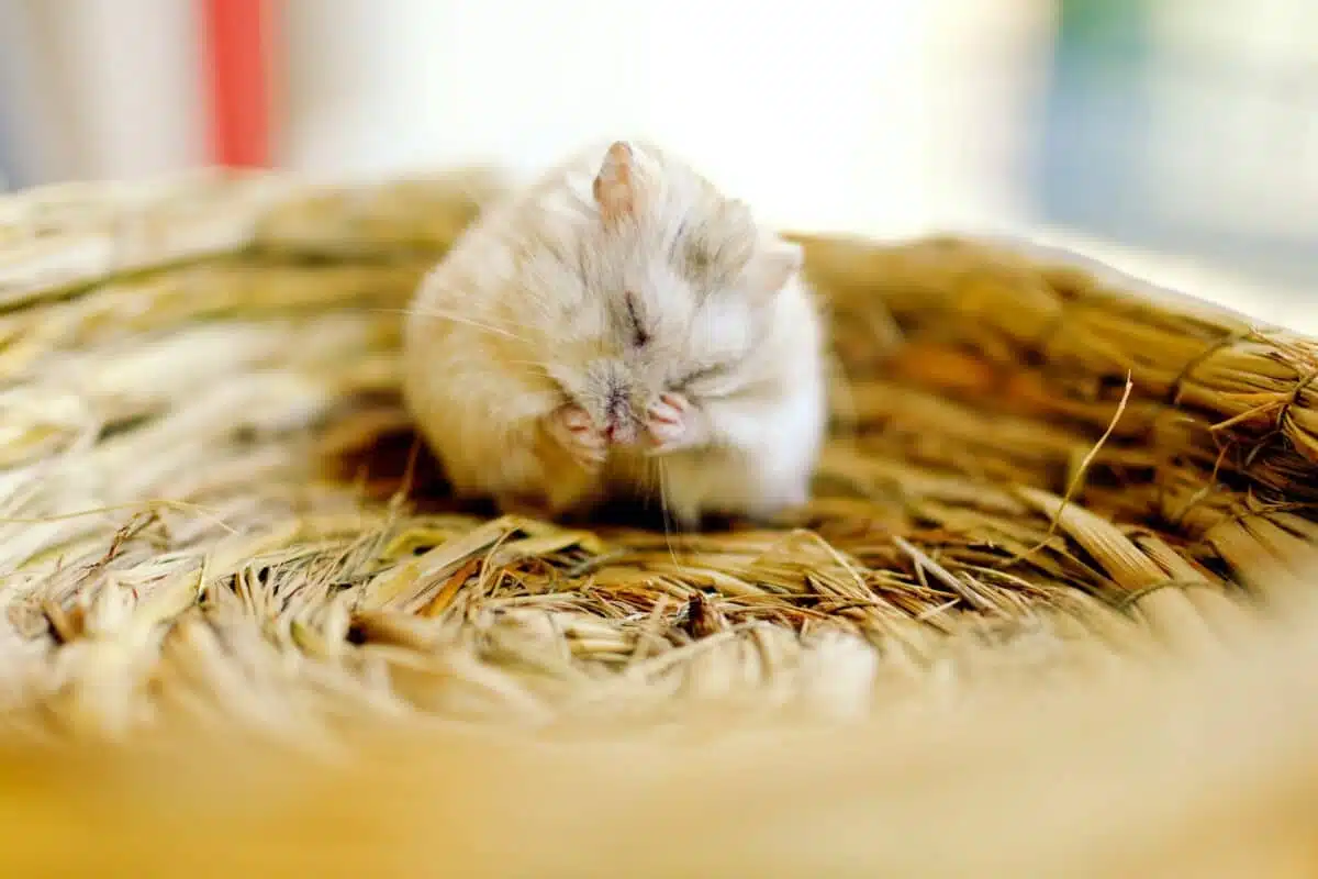 hamster grooming