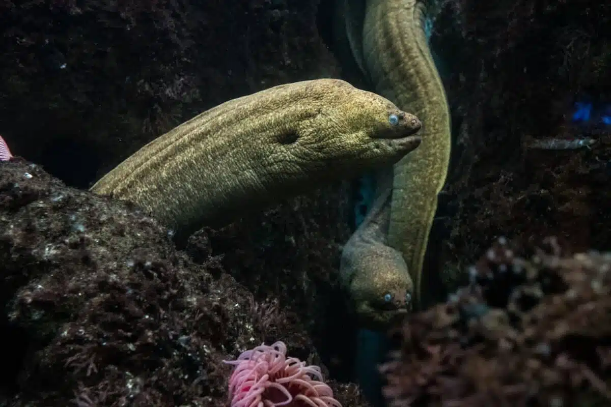 electric eel