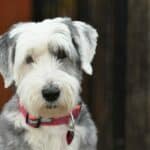 A New Level of Cute: The Sheepadoodle