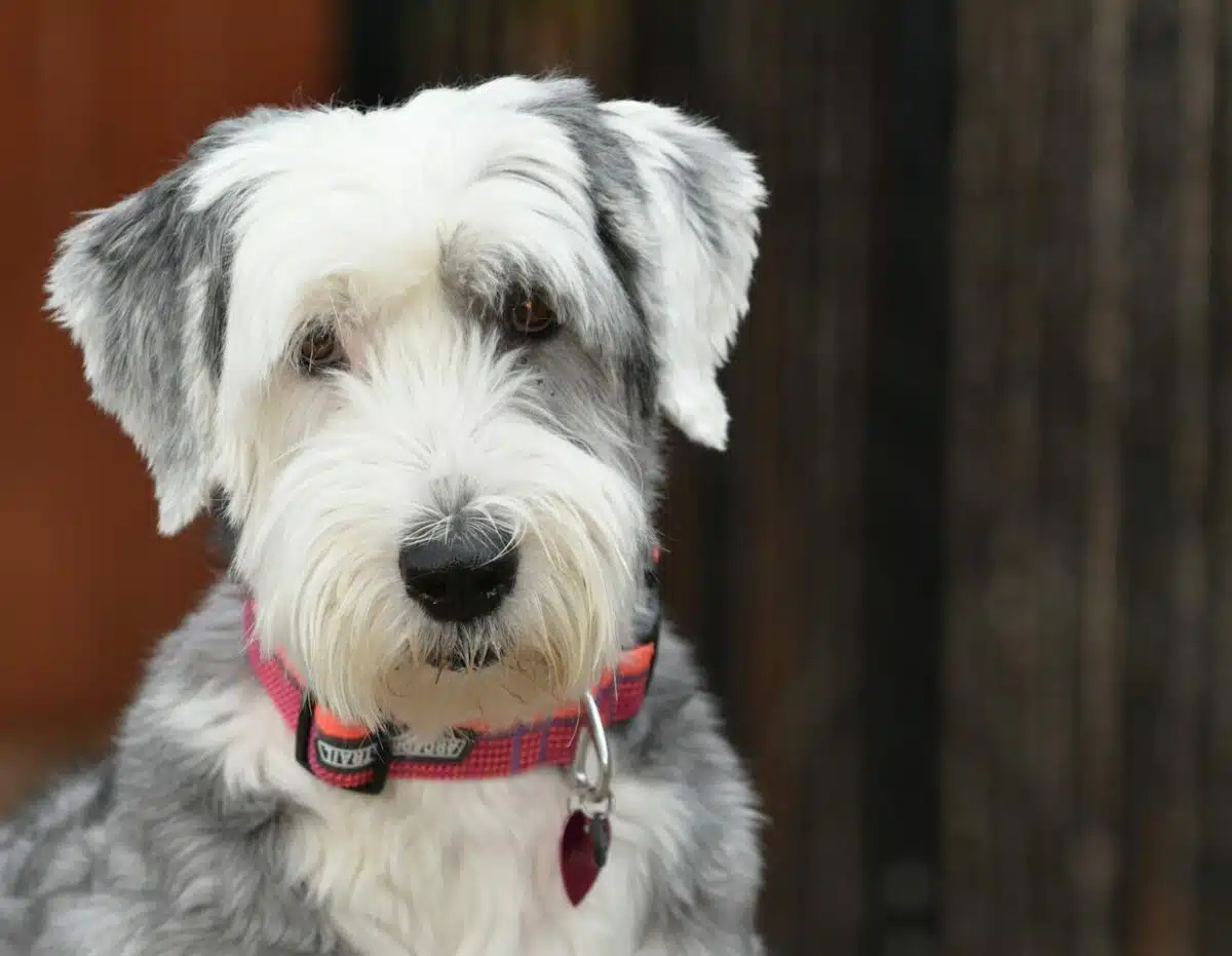 A New Level of Cute: The Sheepadoodle