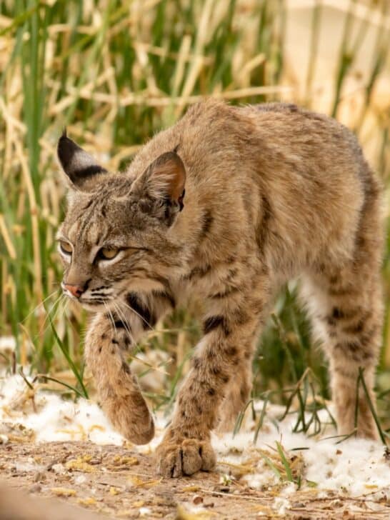 Porcupine Impressively Defends Itself Against Hungry Bobcat