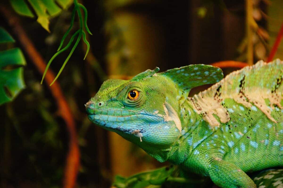 How to Catch a Lizard - Animals Around The Globe