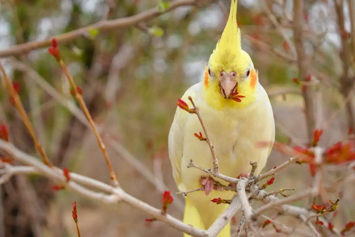 yellow cockatoo