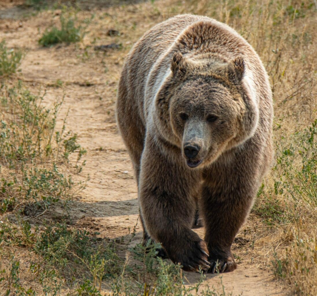 Brown Bear