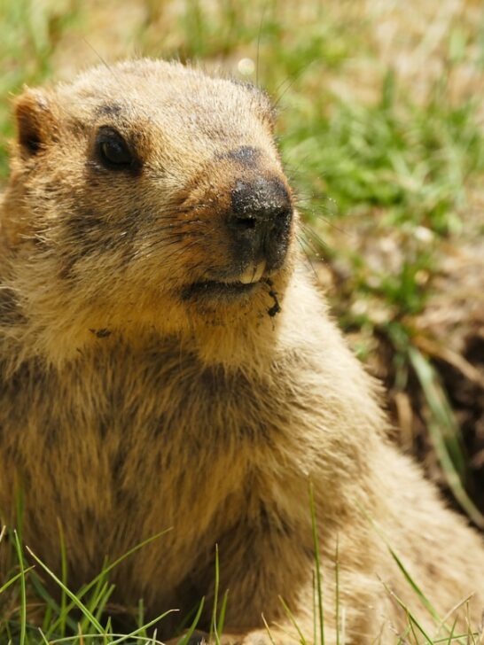 The Lives of Alpine Marmots: Bloodthirsty Battles in the Alps