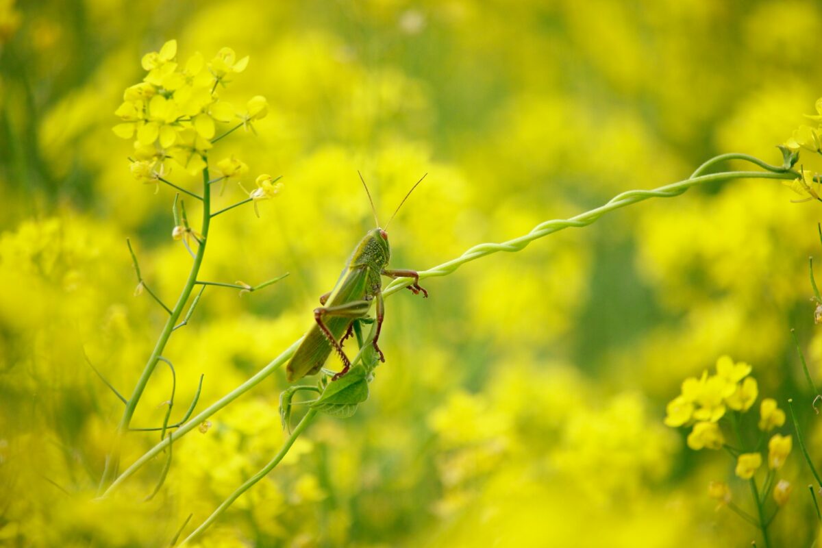 Grasshopper vs. locust