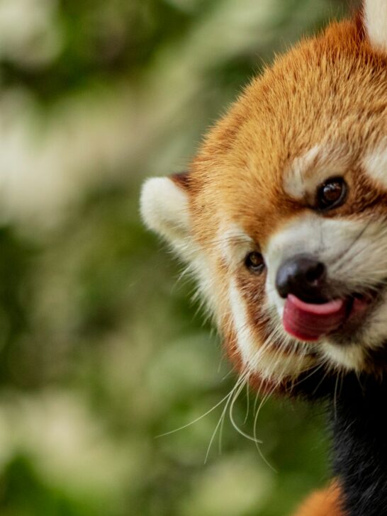 Watch: The Oldest Red Panda