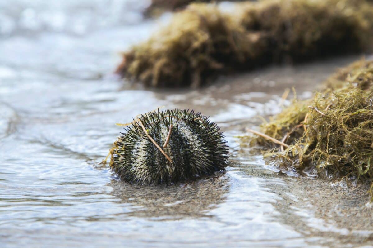 sea urchin on shoreline