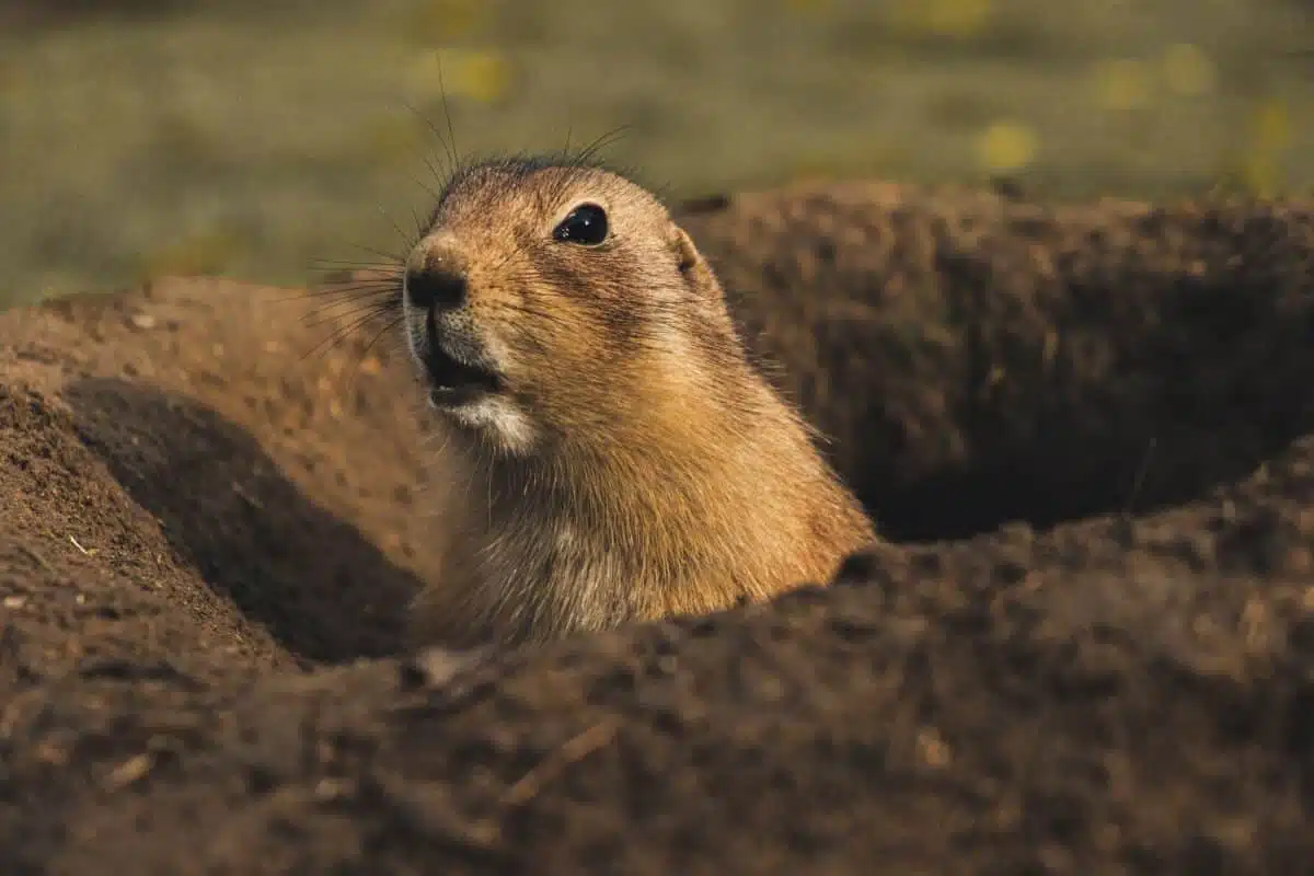 animals that hibernate