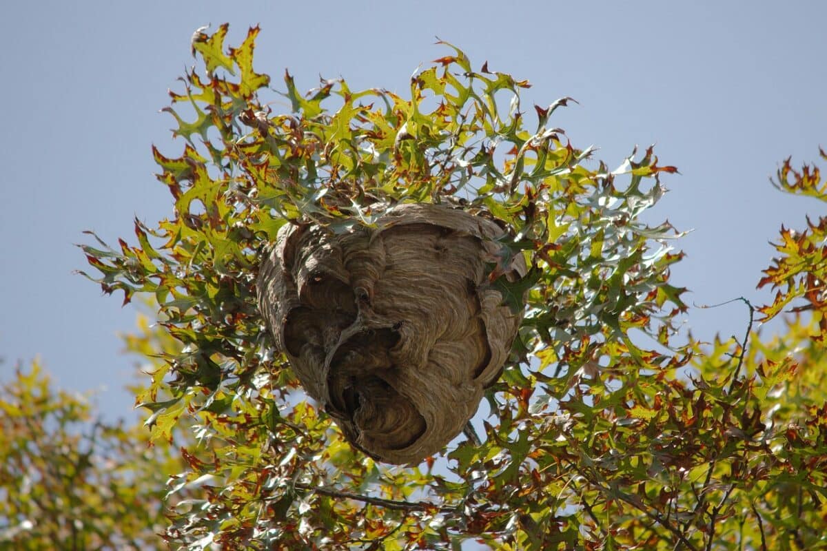 large wasp nest in tree