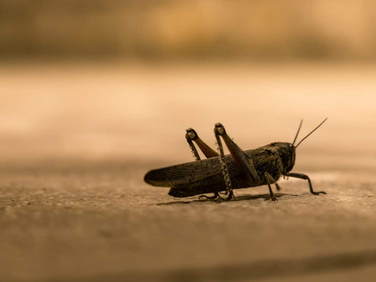 Grasshopper vs. locust