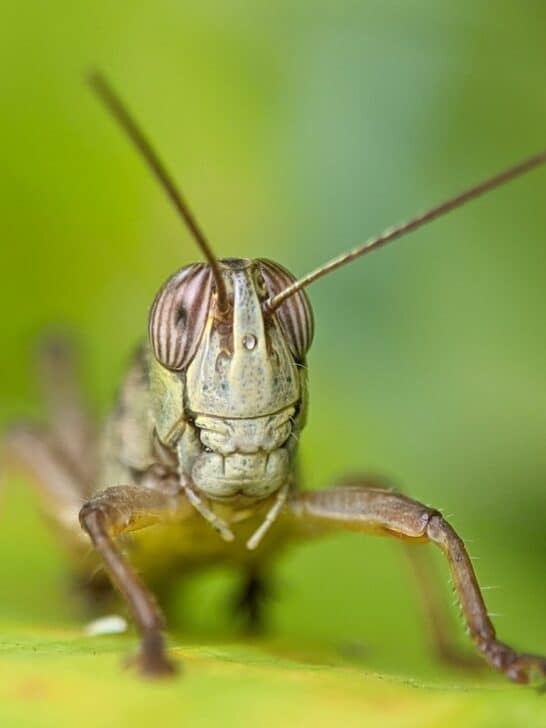 Largest Locust Ever Recorded