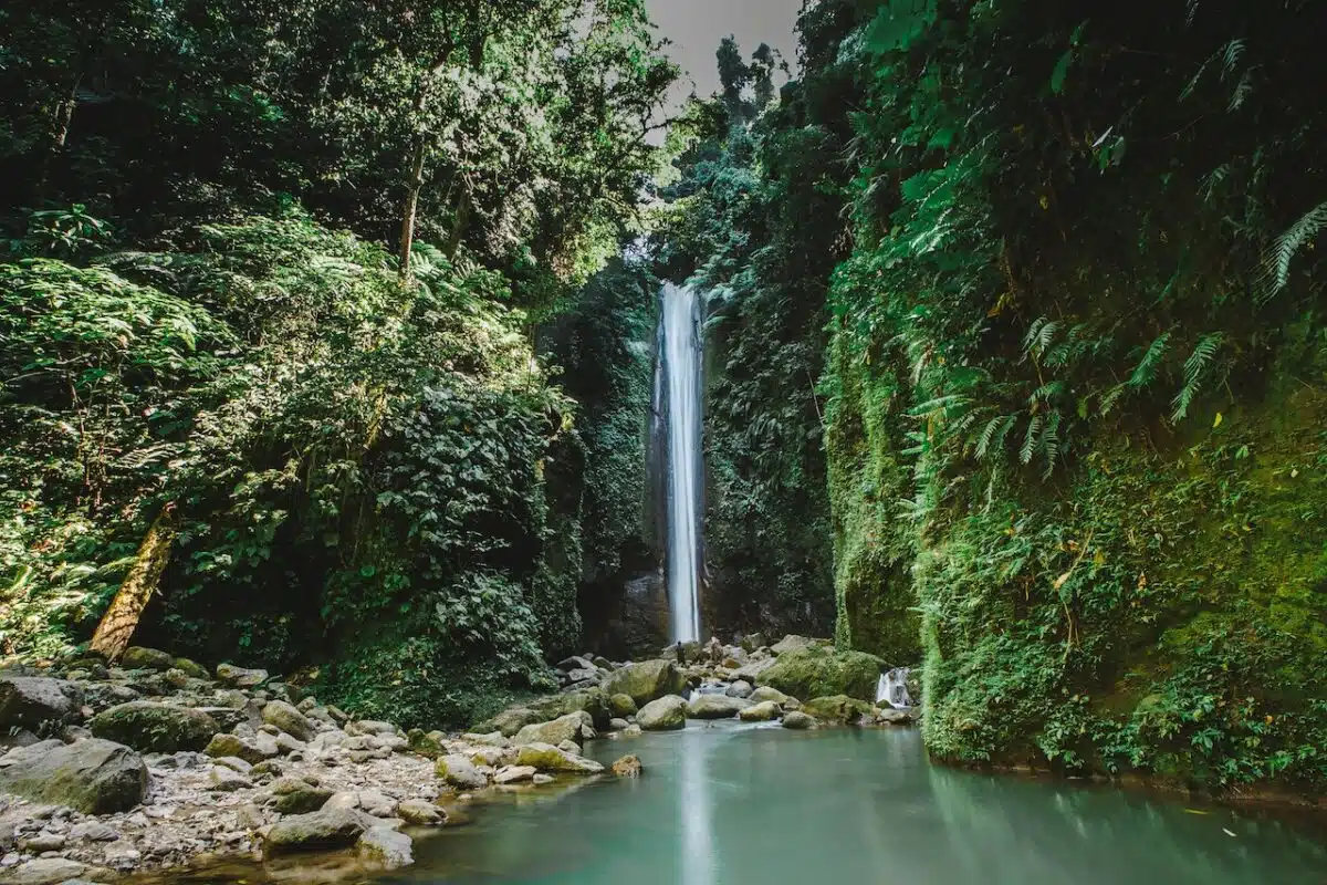 the top animals in the rainforest
