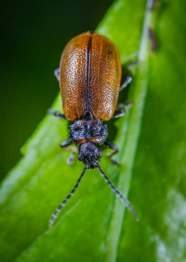 bombardier beetle